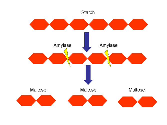 Describe the Enzymes in the Digestive System Worksheet